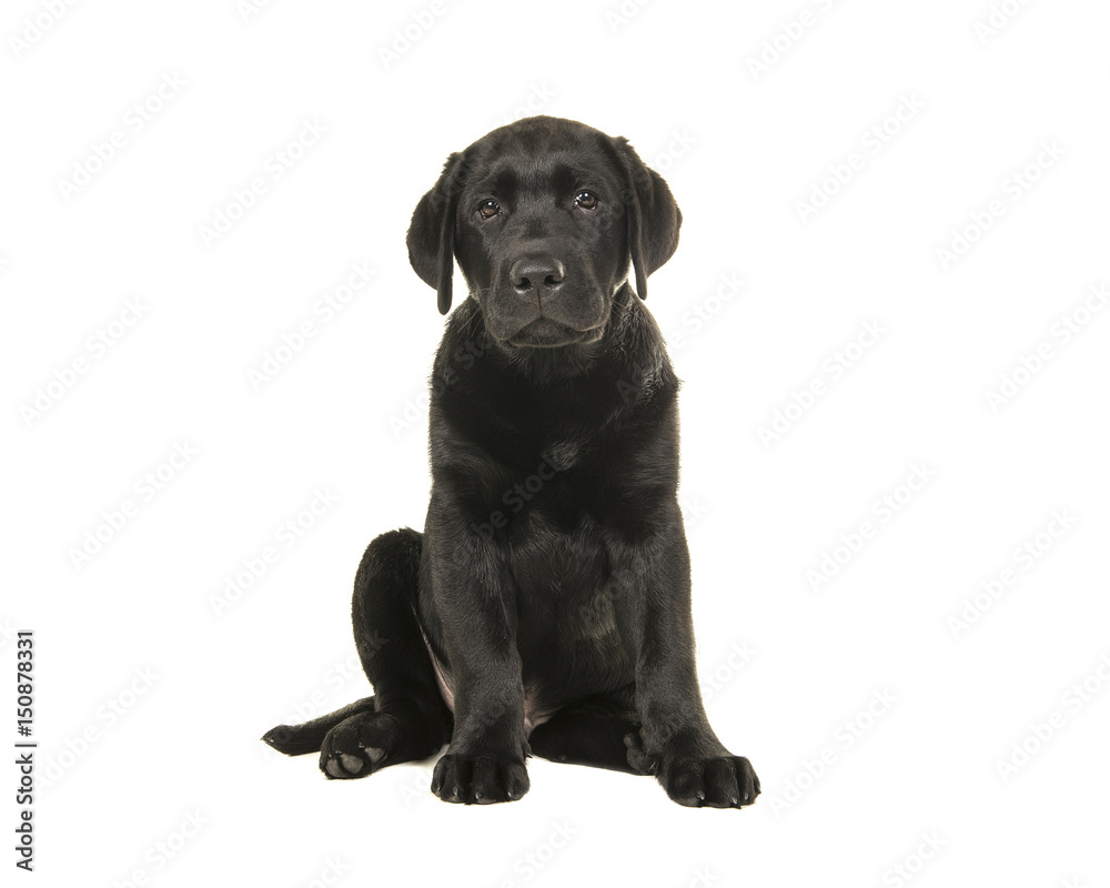 Young adult black labrador retriever sitting isolated on a white background