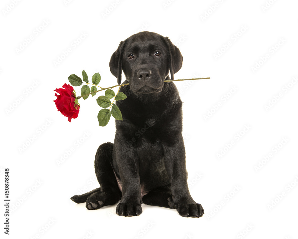 Young adult black labrador retriever sitting holding a red rose in its mouth isolated on a white background