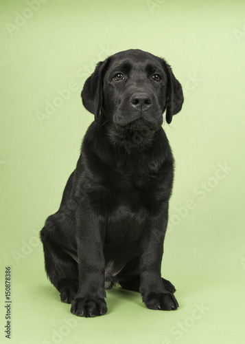Young adult black labrador retriever sitting on a green background