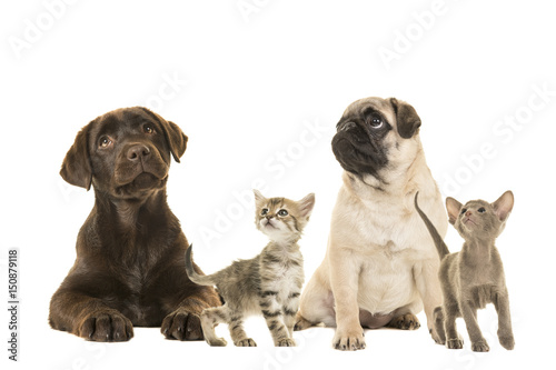 Fototapeta Naklejka Na Ścianę i Meble -  Dogs en young cats looking up isolated on a white background