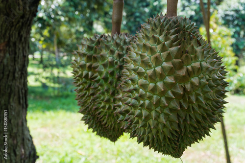  durian the king of fruits © Pissanu