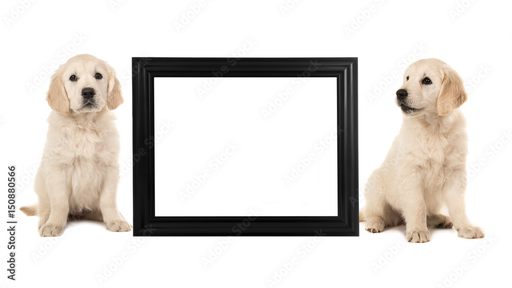 Two golden retriever puppy dogs sitting next to a black empty picture frame isolated on a white background Two golden retriever puppy dogs sitting next to a black empty picture frame isolated on a white background