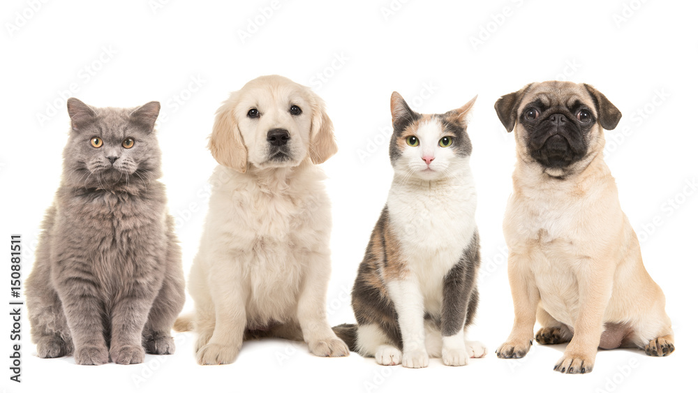 Group of pets, puppy dogs and adult cats on a white background Group of pets, puppy dogs and adult cats on a white background