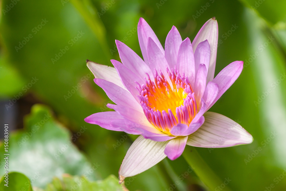 lotus flower in chiangmai thailand / lighting for early morning lotus flower in chiangmai thailand / lighting for early morning