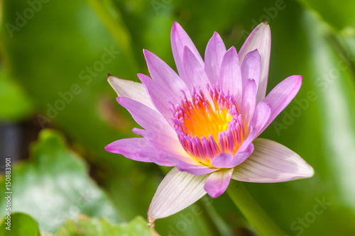 lotus flower in chiangmai thailand / lighting for early morning