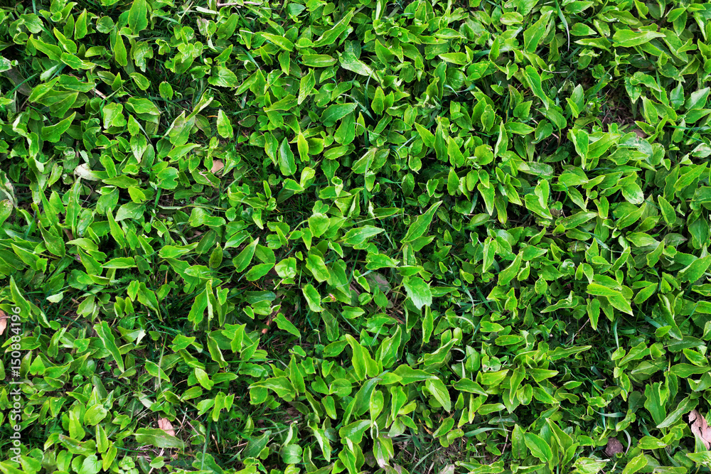 Green grass texture. Top view Green grass texture. Top view