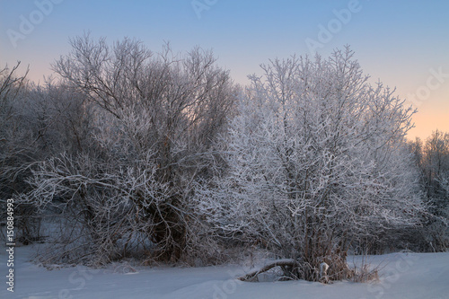 Wallpaper Mural Trees covered with rime in a frosty winter evening Torontodigital.ca