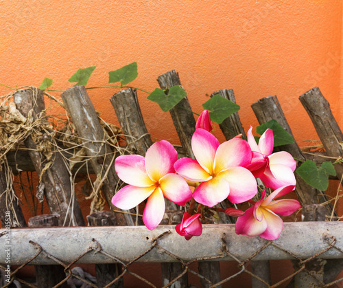 Flower plumeria or frangipani on on old steel and wwod fence with creep plant on orange wall photo