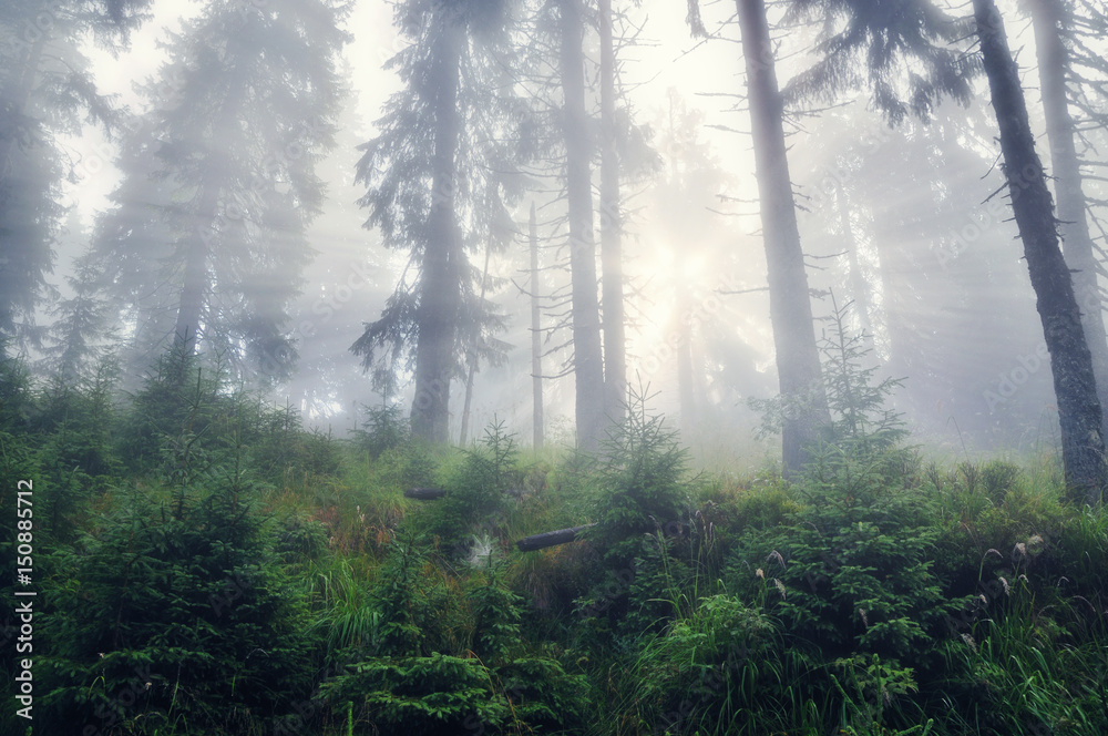 Foggy forest with sunshine rays.