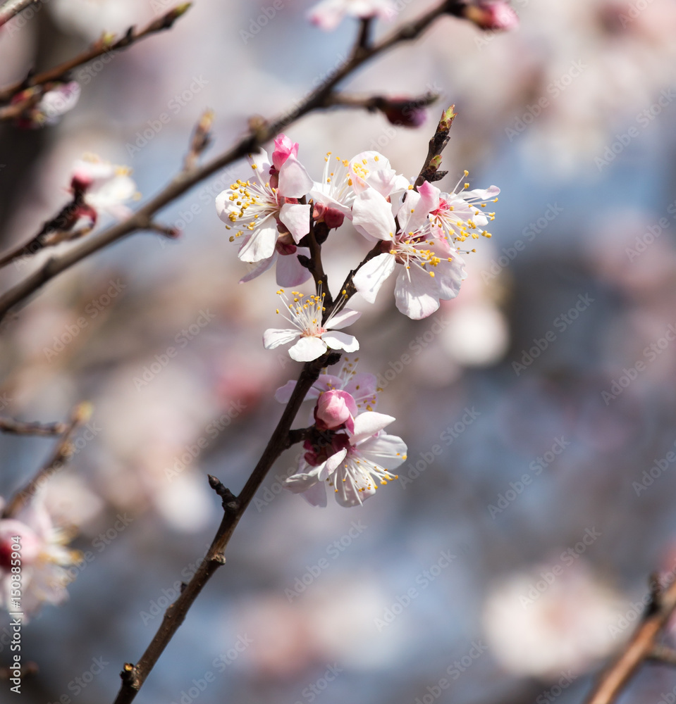 Beautiful flowers on apricot tree in spring