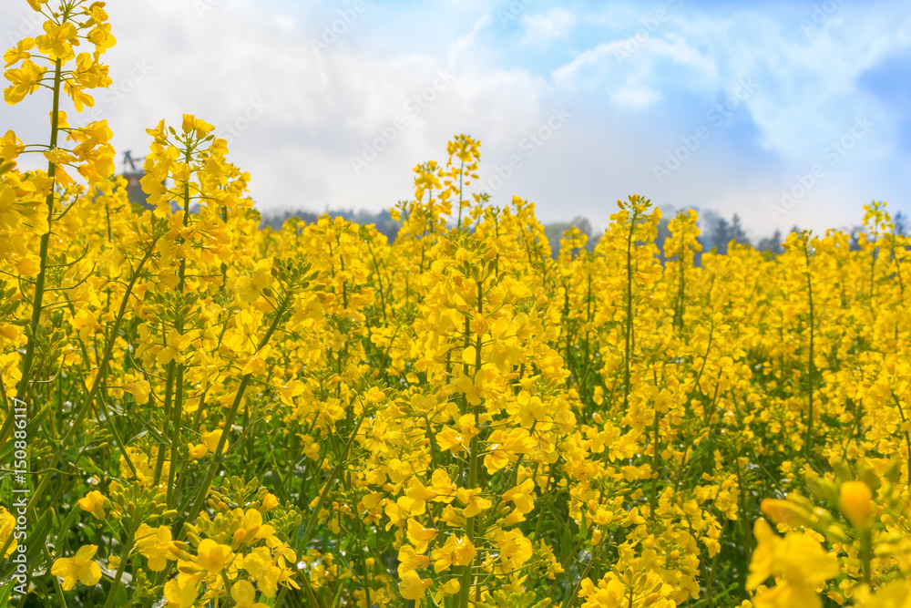 Obraz premium Raps, Frühling, Feld