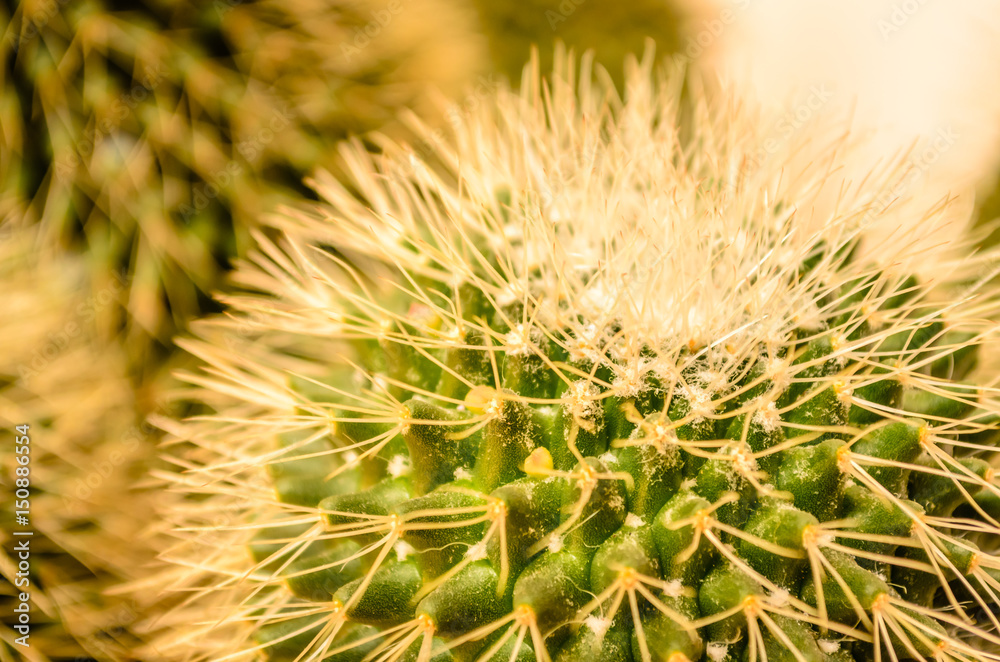 cactus cactus
