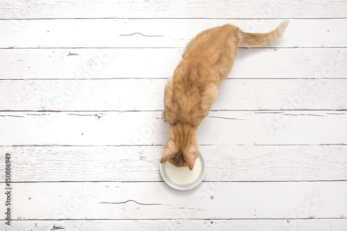 Red female cat seen from above while drinking milk on a white wooden floor