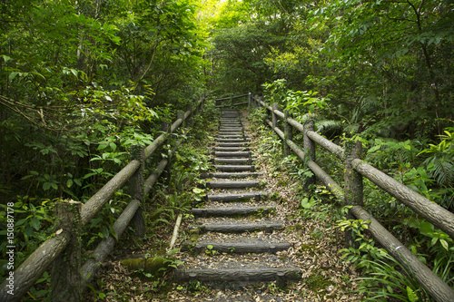 Kochiyama lookout point forest