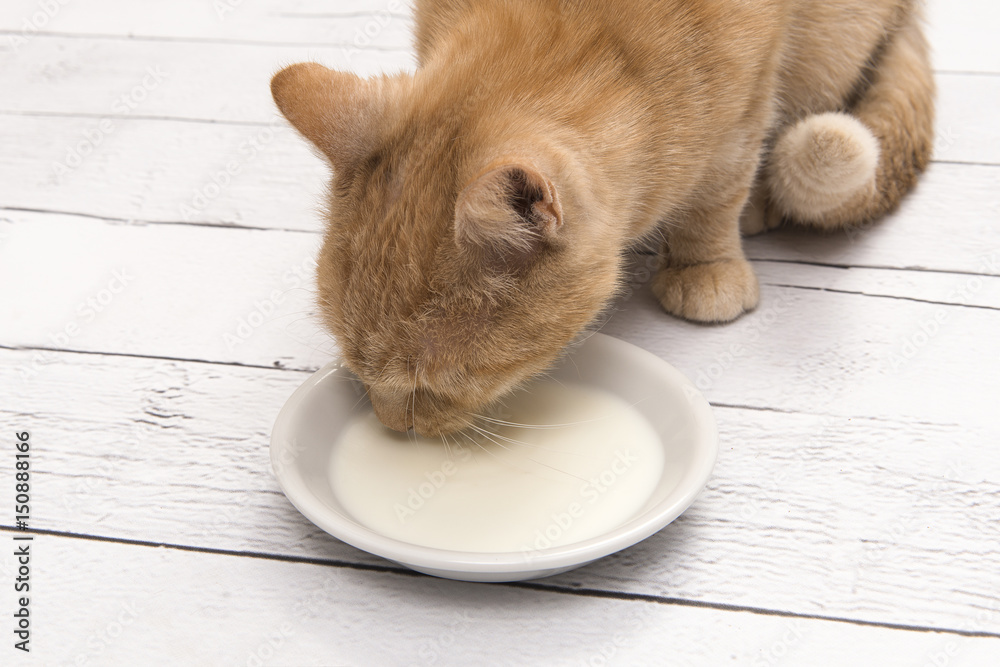 Fototapeta premium Close up of a red cat drinking milk from a saucer on a white floor