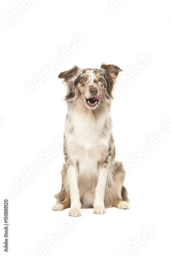 Fototapeta Naklejka Na Ścianę i Meble -  Sitting australian shepherd looking at the camera licking its lips isolated on a white background
