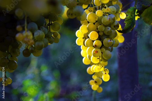 muscat grapes on the vineyard