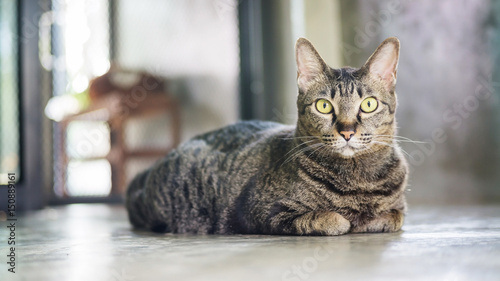 Gray striped cat sitting on a floor.