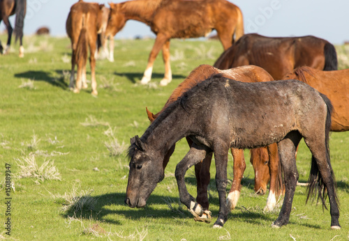 Horses in pasture on nature