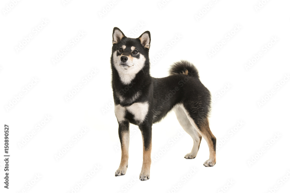 Black and tan standing shiba inu dog looking up isolated on a white background