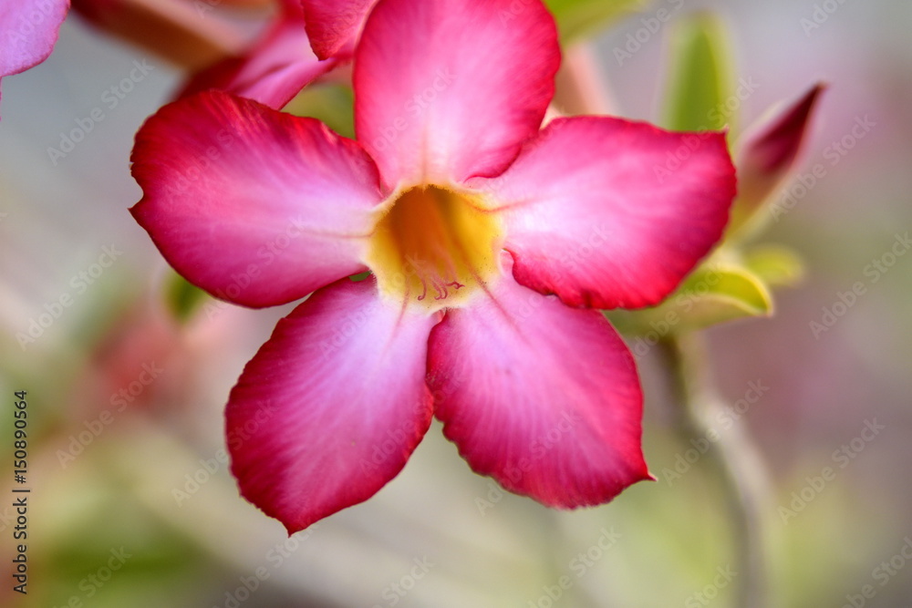 Adenium Desert Flowers in Festival city, Dubai, United Arab Emirates Adenium Desert Flowers in Festival city, Dubai, United Arab Emirates