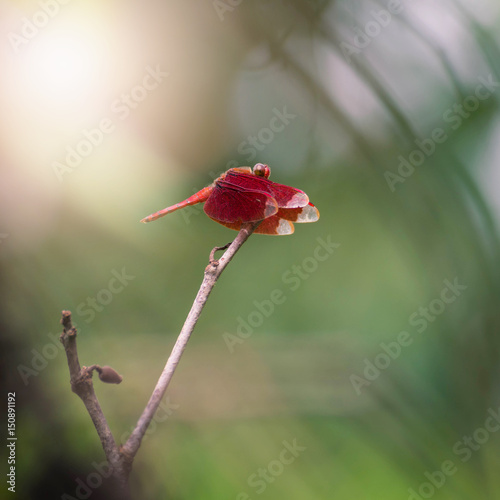 Red Dragonfly on a branch with a green background (Neurothemis ramburii)