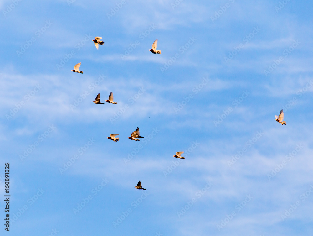 Fototapeta premium a flock of pigeons in the sky