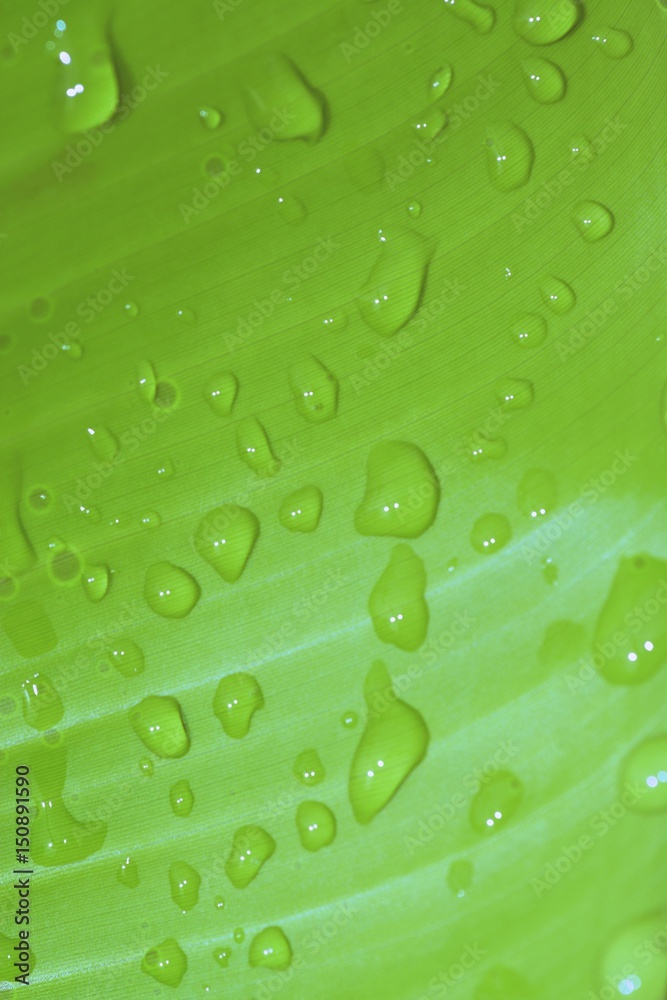 the raindrops on leaf in closeup for backgrounds
