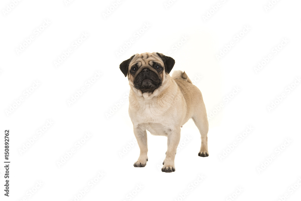 Standing adult pug looking at the camera isolated on a white background