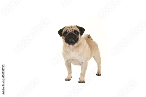 Fototapeta Naklejka Na Ścianę i Meble -  Standing adult pug looking at the camera isolated on a white background