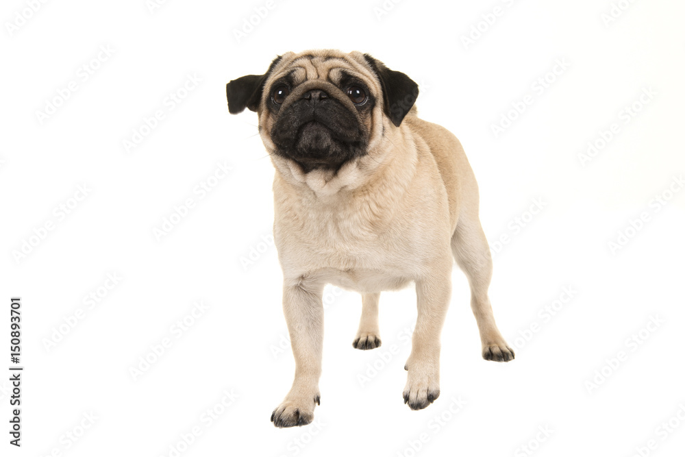 Adult pug dog walking towards the camera looking up seen from the front isolated on a white background