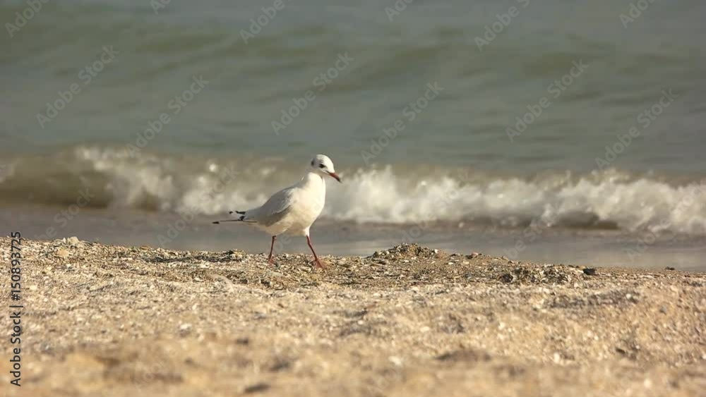 Seagull walking, slow motion. Bird on waves background. Features of birds. Seagull walking, slow motion. Bird on waves background. Features of birds.