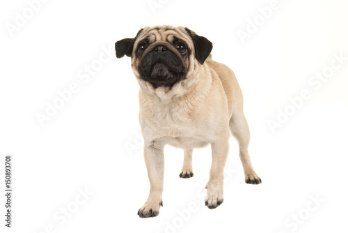 Adult pug dog walking towards the camera looking up seen from the front isolated on a white background © Elles Rijsdijk