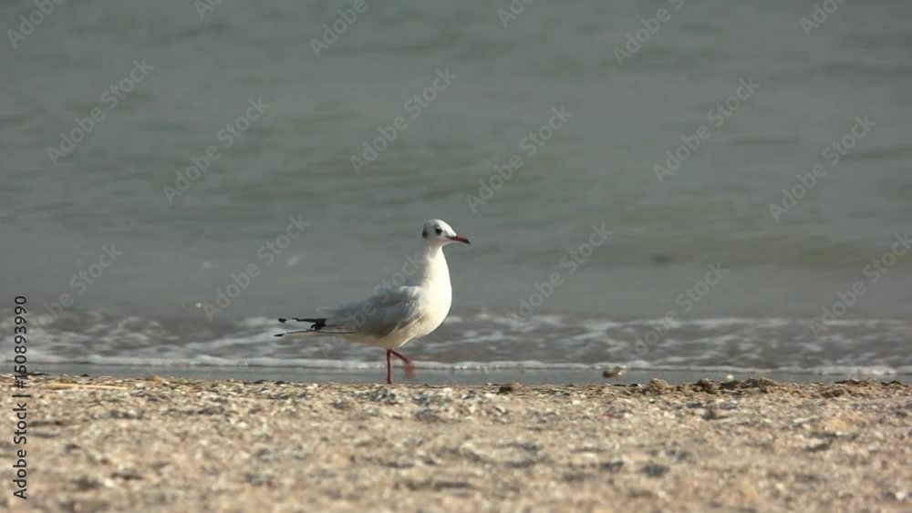 Bird walking on the seashore. Side view of seagull. Bird walking on the seashore. Side view of seagull.
