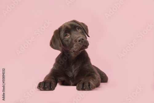 Adoble brown labrador puppy lying down on a pink background © Elles Rijsdijk