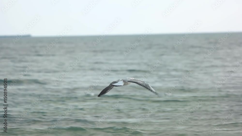 Gull flying over sea. Bird in slow motion. Gull flying over sea. Bird in slow motion.