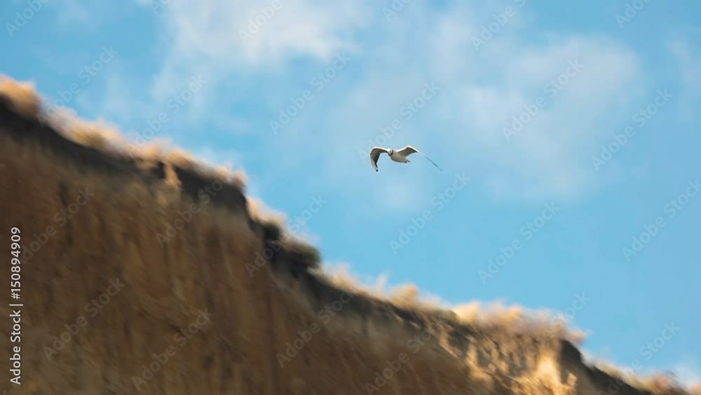 Flight of bird in slow-mo. Seagull, sky and ground. Flight of bird in slow-mo. Seagull, sky and ground.