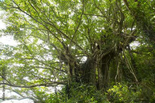 A banyan tree in Takena village