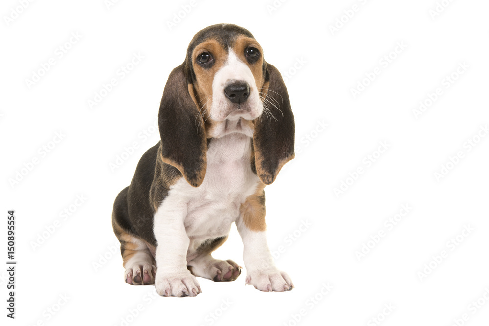 Cute sitting basset artesien normand puppy isolated on a white background seen from the side