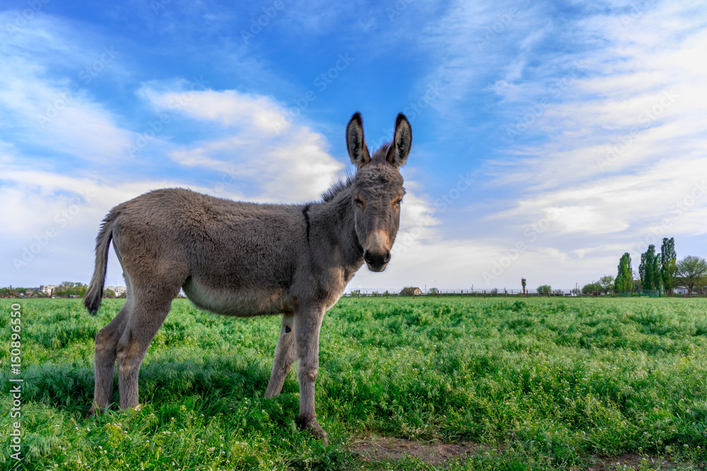 Beautiful donkey in green field with cloudy sky Beautiful donkey in green field with cloudy sky