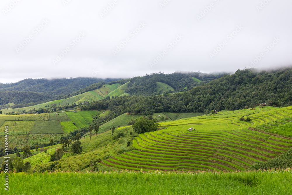 Terraced Rice Field with Hut and Mountain Background , Chiang Mai in Thailand ,Blur Background

