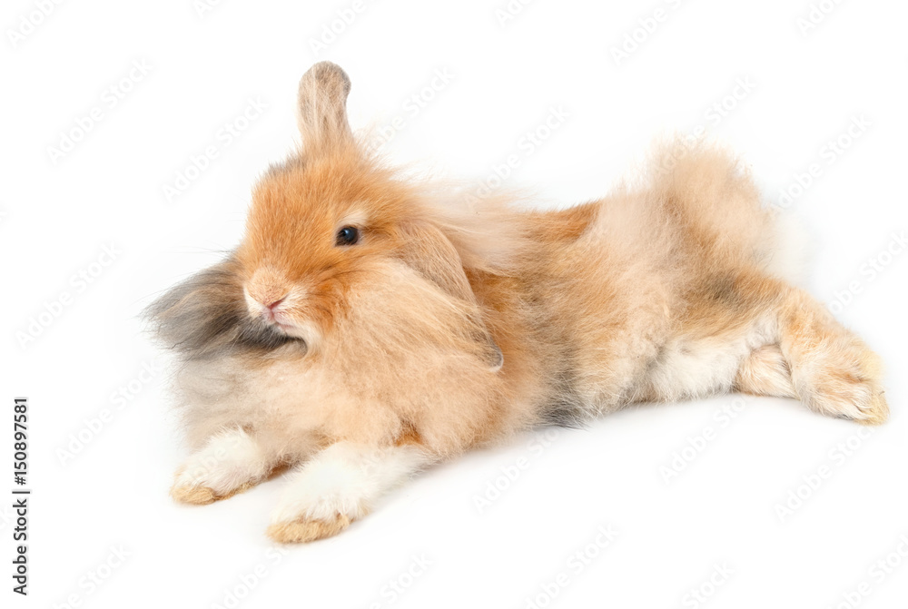 A lionhead bunny rabbit, isolated on white background A lionhead bunny rabbit, isolated on white background