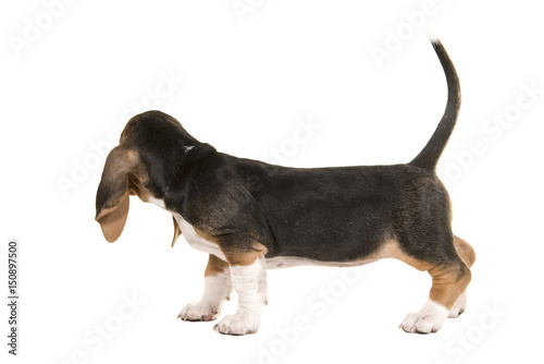 Basset artesien normand puppy seen from the back looking away with tail up on a white background