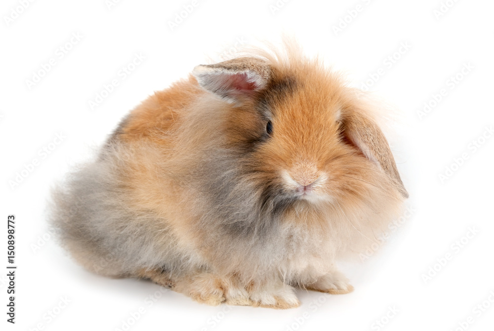A lionhead bunny rabbit, isolated on white background A lionhead bunny rabbit, isolated on white background