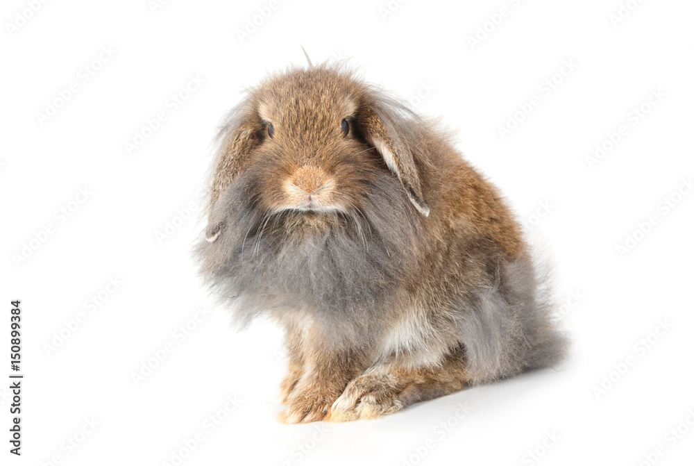 A lionhead bunny rabbit, isolated on white background A lionhead bunny rabbit, isolated on white background