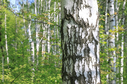 Fototapeta Naklejka Na Ścianę i Meble -  Beautiful landscape with young juicy birches with green leaves and with black and white birch trunks in sunlight in the morning in spring