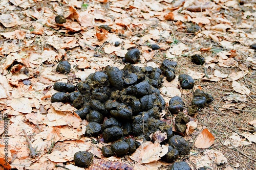 A pile of fresh horse manure among fallen leaves.  Horse poop in the forest. photo