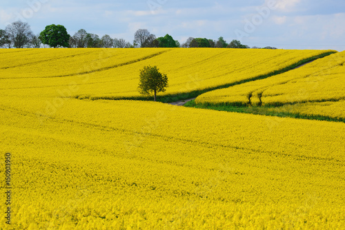 baum im rapsfeld