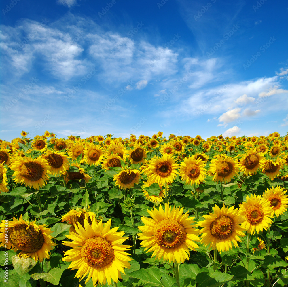 field of blooming sunflowers