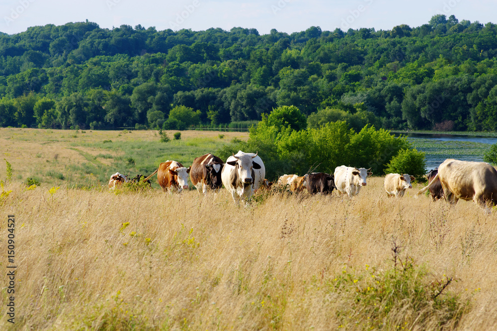 Cows grazing on a field Cows grazing on a field